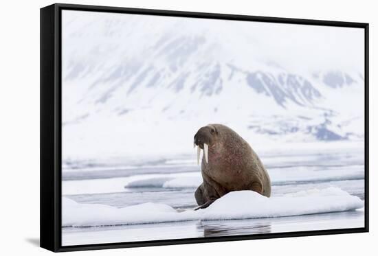 Arctic, Norway, Svalbard, Spitsbergen, Pack Ice, Walrus Walrus on Ice Floes-Ellen Goff-Framed Stretched Canvas