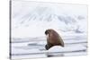 Arctic, Norway, Svalbard, Spitsbergen, Pack Ice, Walrus Walrus on Ice Floes-Ellen Goff-Stretched Canvas