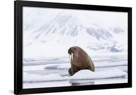 Arctic, Norway, Svalbard, Spitsbergen, Pack Ice, Walrus Walrus on Ice Floes-Ellen Goff-Framed Photographic Print