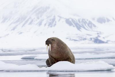 https://imgc.allpostersimages.com/img/posters/arctic-norway-svalbard-spitsbergen-pack-ice-walrus-walrus-on-ice-floes_u-L-Q13AX8M0.jpg?artPerspective=n