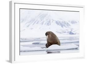 Arctic, Norway, Svalbard, Spitsbergen, Pack Ice, Walrus Walrus on Ice Floes-Ellen Goff-Framed Photographic Print