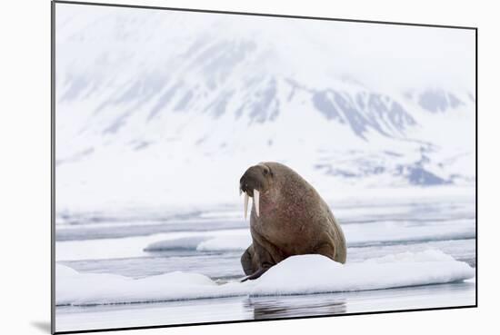 Arctic, Norway, Svalbard, Spitsbergen, Pack Ice, Walrus Walrus on Ice Floes-Ellen Goff-Mounted Photographic Print