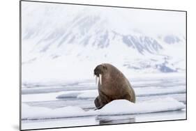 Arctic, Norway, Svalbard, Spitsbergen, Pack Ice, Walrus Walrus on Ice Floes-Ellen Goff-Mounted Photographic Print