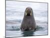 Arctic, Norway, Svalbard. Walrus swimming-Hollice Looney-Mounted Photographic Print