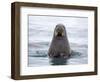 Arctic, Norway, Svalbard. Walrus swimming-Hollice Looney-Framed Photographic Print