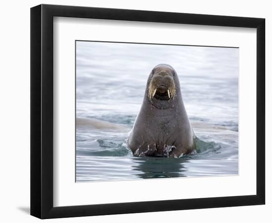 Arctic, Norway, Svalbard. Walrus swimming-Hollice Looney-Framed Photographic Print