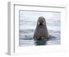 Arctic, Norway, Svalbard. Walrus swimming-Hollice Looney-Framed Photographic Print