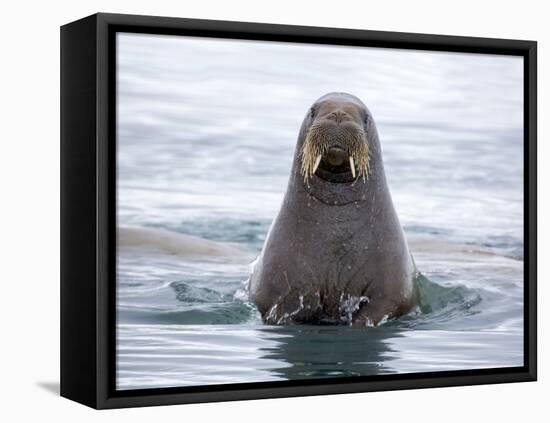 Arctic, Norway, Svalbard. Walrus swimming-Hollice Looney-Framed Stretched Canvas