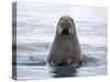 Arctic, Norway, Svalbard. Walrus swimming-Hollice Looney-Stretched Canvas