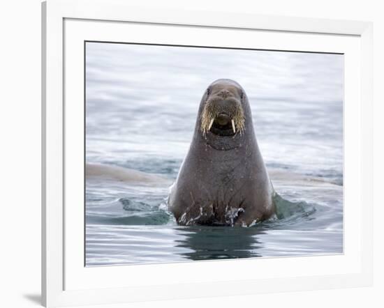 Arctic, Norway, Svalbard. Walrus swimming-Hollice Looney-Framed Photographic Print