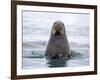 Arctic, Norway, Svalbard. Walrus swimming-Hollice Looney-Framed Photographic Print