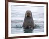 Arctic, Norway, Svalbard. Walrus swimming-Hollice Looney-Framed Photographic Print