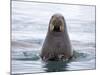 Arctic, Norway, Svalbard. Walrus swimming-Hollice Looney-Mounted Photographic Print