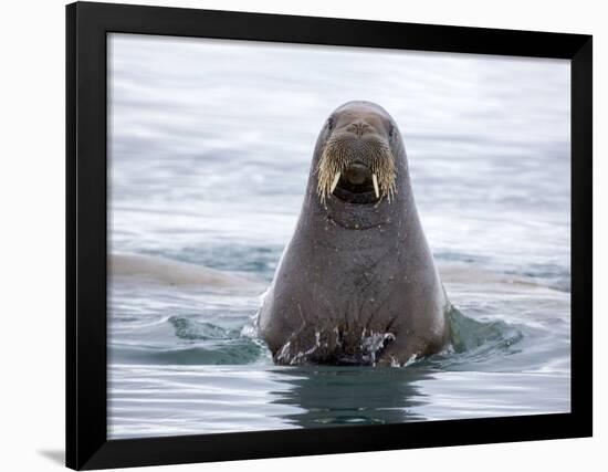 Arctic, Norway, Svalbard. Walrus swimming-Hollice Looney-Framed Photographic Print