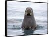 Arctic, Norway, Svalbard. Walrus swimming-Hollice Looney-Framed Stretched Canvas