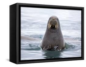 Arctic, Norway, Svalbard. Walrus swimming-Hollice Looney-Framed Stretched Canvas