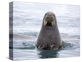 Arctic, Norway, Svalbard. Walrus swimming-Hollice Looney-Stretched Canvas