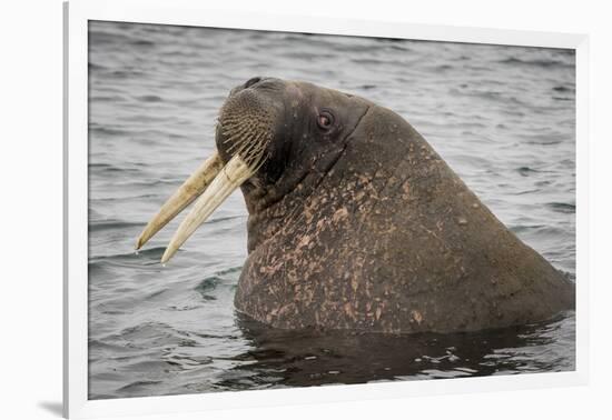 Arctic Ocean, Norway, Svalbard. Close-Up of Walrus in Water-Jaynes Gallery-Framed Photographic Print