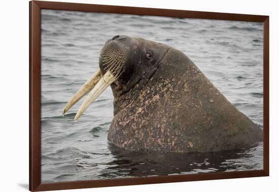 Arctic Ocean, Norway, Svalbard. Close-Up of Walrus in Water-Jaynes Gallery-Framed Photographic Print