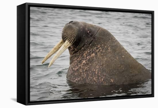 Arctic Ocean, Norway, Svalbard. Close-Up of Walrus in Water-Jaynes Gallery-Framed Stretched Canvas