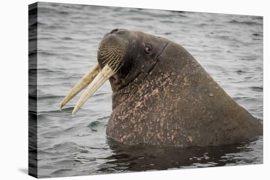 Arctic Ocean, Norway, Svalbard. Close-Up of Walrus in Water-Jaynes Gallery-Stretched Canvas