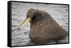 Arctic Ocean, Norway, Svalbard. Close-Up of Walrus in Water-Jaynes Gallery-Framed Stretched Canvas