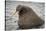 Arctic Ocean, Norway, Svalbard. Close-Up of Walrus in Water-Jaynes Gallery-Stretched Canvas