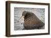 Arctic Ocean, Norway, Svalbard. Close-Up of Walrus in Water-Jaynes Gallery-Framed Photographic Print