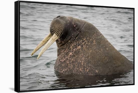 Arctic Ocean, Norway, Svalbard. Close-Up of Walrus in Water-Jaynes Gallery-Framed Stretched Canvas