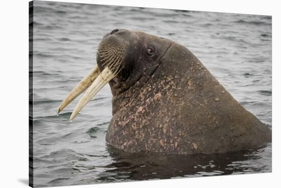 Arctic Ocean, Norway, Svalbard. Close-Up of Walrus in Water-Jaynes Gallery-Stretched Canvas