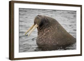 Arctic Ocean, Norway, Svalbard. Close-Up of Walrus in Water-Jaynes Gallery-Framed Photographic Print