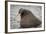 Arctic Ocean, Norway, Svalbard. Close-Up of Walrus in Water-Jaynes Gallery-Framed Photographic Print