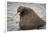 Arctic Ocean, Norway, Svalbard. Close-Up of Walrus in Water-Jaynes Gallery-Framed Premium Photographic Print