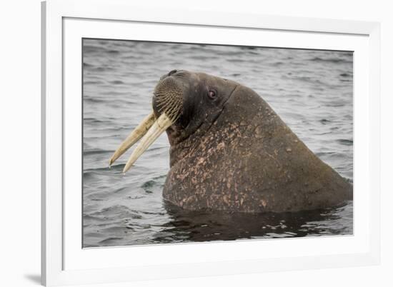 Arctic Ocean, Norway, Svalbard. Close-Up of Walrus in Water-Jaynes Gallery-Framed Photographic Print