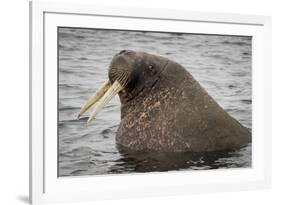 Arctic Ocean, Norway, Svalbard. Close-Up of Walrus in Water-Jaynes Gallery-Framed Photographic Print