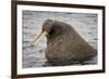 Arctic Ocean, Norway, Svalbard. Close-Up of Walrus in Water-Jaynes Gallery-Framed Photographic Print