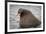 Arctic Ocean, Norway, Svalbard. Close-Up of Walrus in Water-Jaynes Gallery-Framed Photographic Print