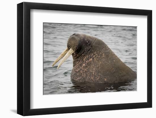 Arctic Ocean, Norway, Svalbard. Close-Up of Walrus in Water-Jaynes Gallery-Framed Premium Photographic Print
