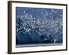 Arctic Ocean, Norway, Svalbard. Flying Kittiwake Birds and Glacier Face-Jaynes Gallery-Framed Photographic Print