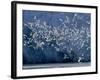 Arctic Ocean, Norway, Svalbard. Flying Kittiwake Birds and Glacier Face-Jaynes Gallery-Framed Photographic Print