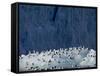 Arctic Ocean, Norway, Svalbard. Kittiwake Birds on Iceberg-Jaynes Gallery-Framed Stretched Canvas