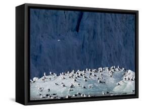 Arctic Ocean, Norway, Svalbard. Kittiwake Birds on Iceberg-Jaynes Gallery-Framed Stretched Canvas