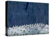 Arctic Ocean, Norway, Svalbard. Kittiwake Birds on Iceberg-Jaynes Gallery-Stretched Canvas