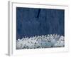 Arctic Ocean, Norway, Svalbard. Kittiwake Birds on Iceberg-Jaynes Gallery-Framed Photographic Print