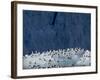 Arctic Ocean, Norway, Svalbard. Kittiwake Birds on Iceberg-Jaynes Gallery-Framed Photographic Print