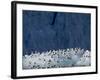 Arctic Ocean, Norway, Svalbard. Kittiwake Birds on Iceberg-Jaynes Gallery-Framed Photographic Print