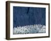 Arctic Ocean, Norway, Svalbard. Kittiwake Birds on Iceberg-Jaynes Gallery-Framed Photographic Print