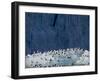 Arctic Ocean, Norway, Svalbard. Kittiwake Birds on Iceberg-Jaynes Gallery-Framed Photographic Print