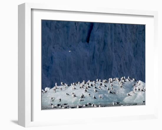 Arctic Ocean, Norway, Svalbard. Kittiwake Birds on Iceberg-Jaynes Gallery-Framed Photographic Print