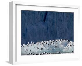 Arctic Ocean, Norway, Svalbard. Kittiwake Birds on Iceberg-Jaynes Gallery-Framed Photographic Print